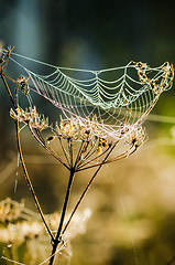 Image showing Drops of dew on a web shined by morning light
