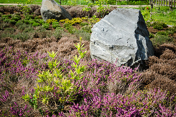 Image showing Decorative flower bed in a garden with rocks and plants, close-u