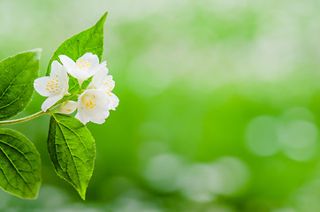 Image showing Blooming jasmine bush, close-up