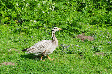 Image showing The goose walks on a lawn and pinches a grass