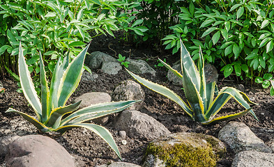 Image showing Decorative flower bed in a garden with rocks and plants, close-u