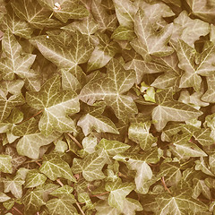 Image showing Retro looking Ivy picture