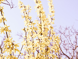 Image showing Retro looking Forsythia picture