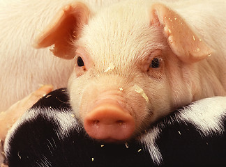 Image showing Piglet