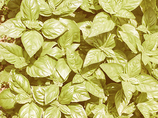 Image showing Retro looking Basil picture