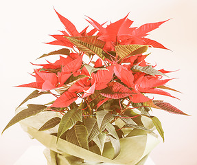 Image showing Retro looking Poinsettia Christmas star