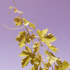 Image showing Retro looking Grapevine vitis