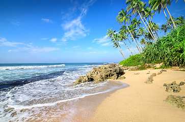 Image showing Palms on a beach