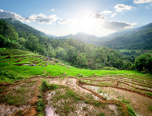 Image showing Green rice fields