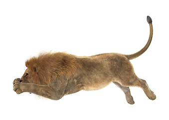 Image showing Male Lion on White