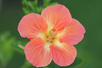 Image showing Pale flower