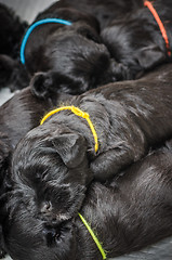 Image showing Small group puppi breed Miniature Schnauzer 