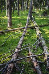 Image showing Damaged wood pests and fallen trees in the forest