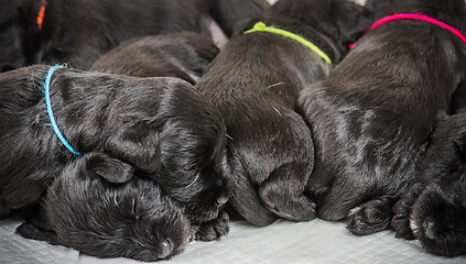 Image showing Small group puppi breed Miniature Schnauzer 
