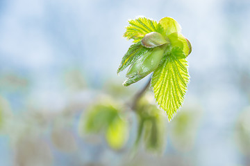 Image showing Fresh spring sprouting leaves and buds on blossoming twig