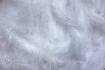 Image showing White feathers background