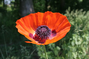 Image showing Poppy in bloom