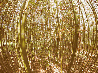 Image showing Retro looking Bamboo tree