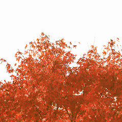 Image showing Retro looking Maple leaves