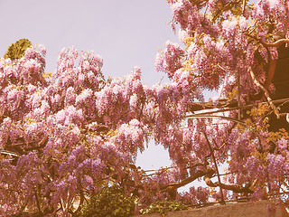 Image showing Retro looking Wisteria
