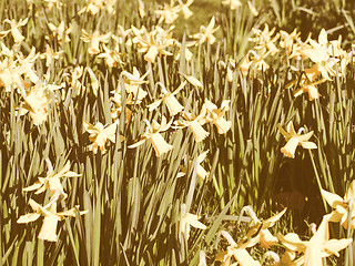 Image showing Retro looking Daffodils