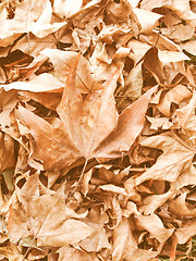 Image showing Retro looking Falling leaves
