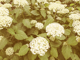 Image showing Retro looking Hortensia flower