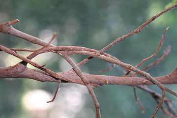 Image showing tree branch