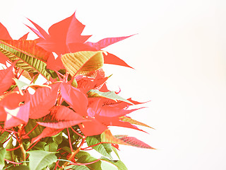 Image showing Retro looking Poinsettia Christmas star