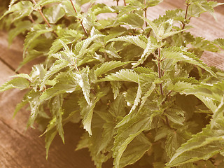 Image showing Retro looking Stinging nettle