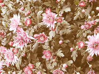 Image showing Retro looking Chrysanthemum picture