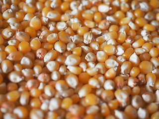 Image showing Pop corn maize