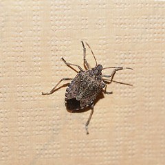 Image showing Green shield bug insect