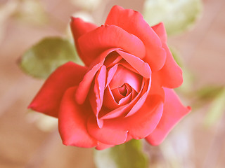 Image showing Retro looking Rose