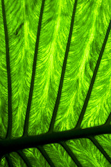 Image showing abstract  background     leaf and his veins in the light 