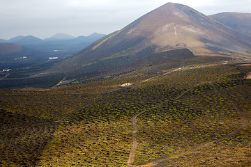 Image showing  winery lanzarote spain la crops  cultivation viticulture 