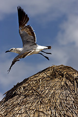 Image showing white sea gull flying in straw