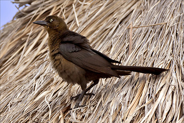 Image showing side of brown sparrow
