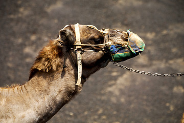 Image showing africa brown dromedary bite in the v 