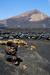 Image showing winery lanzarote    cultivation viticulture 