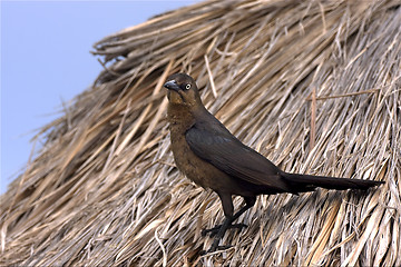 Image showing parrow whit gold eye in straw