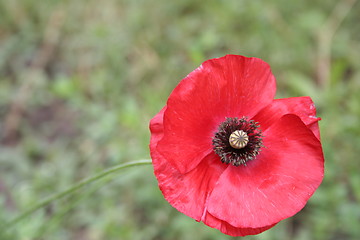 Image showing Another poppy flower