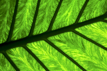 Image showing  e up abstract of a  green  black   leaf and his veins in the li