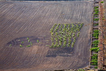 Image showing lanzarote spain la geria vine screcultivation viticulture winery