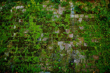 Image showing Old gray stone wall with green moss texture background