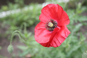 Image showing Poppy flower