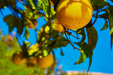 Image showing The orange tree