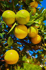 Image showing The orange tree