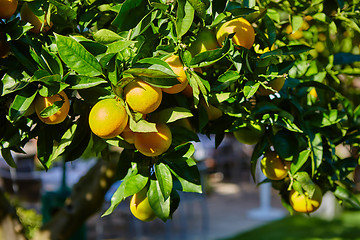 Image showing The orange tree