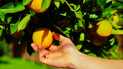 Image showing The orange tree